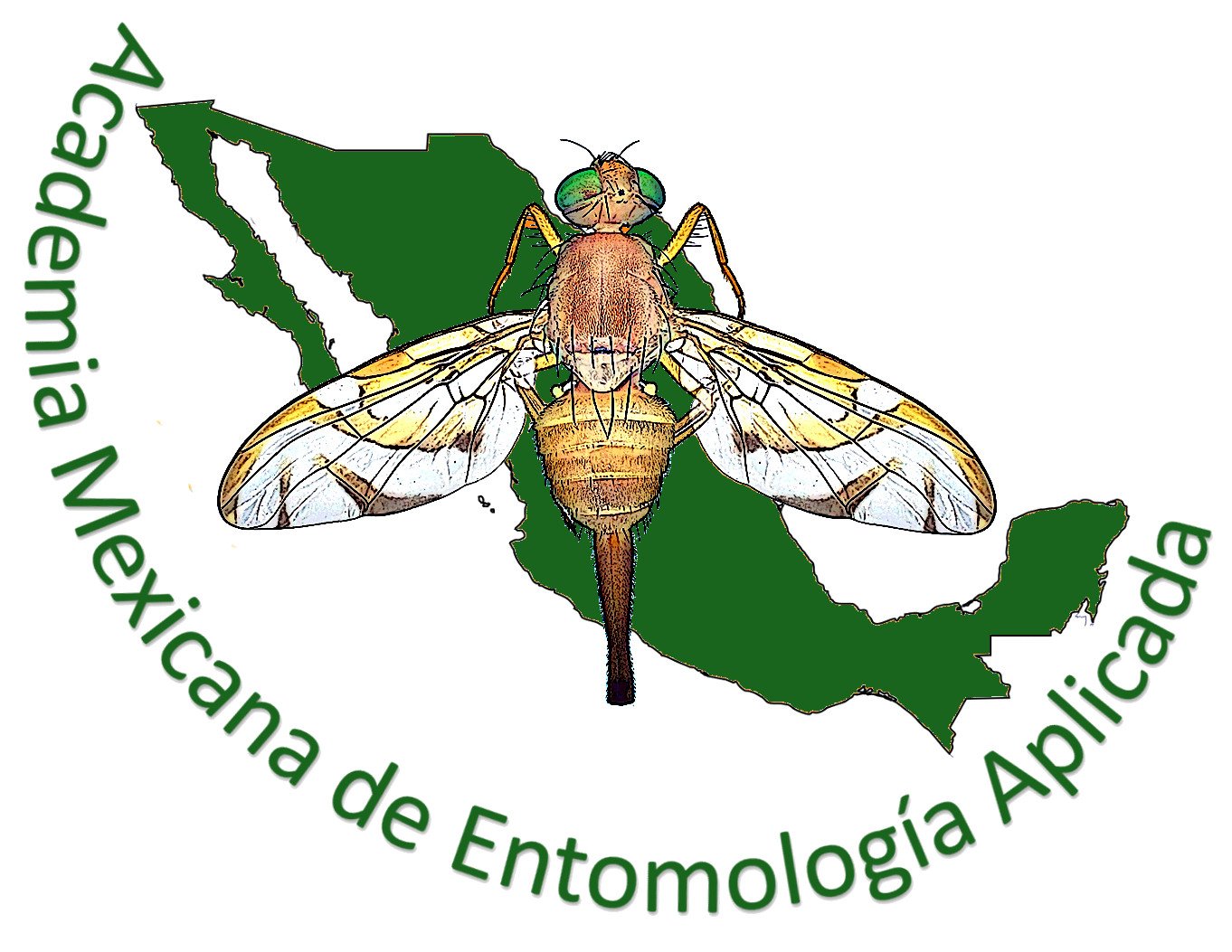 AMEA